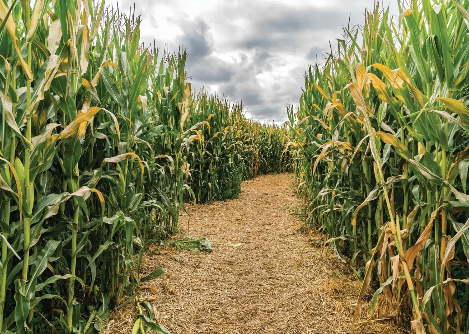 Agriculture Farming Background - Maisfeld-Grüner Maisfeld-Labyrinth-Hintergrund, Maisstängel, Ernte, Herbst, Landwirtschaft,