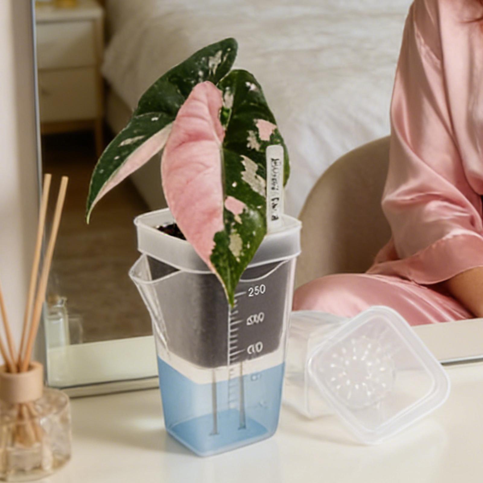 10 Stück transparente, selbstb – Plant Growth Regulator Bewertung und Preis