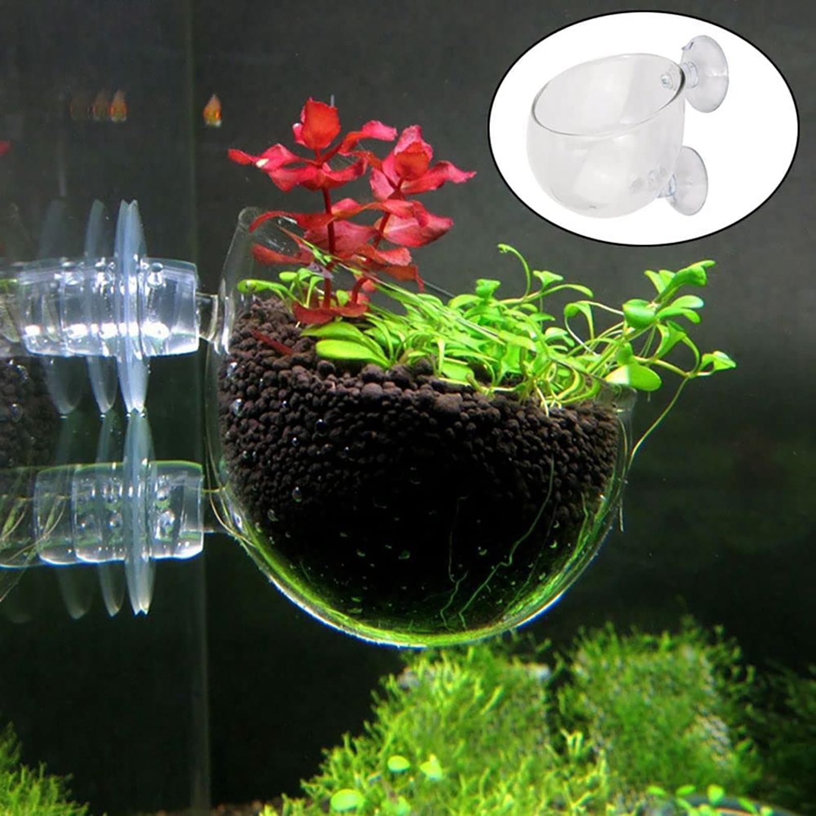 Wasserpflanztopf, transparente – Plant Growth Regulator Bewertung und Preis